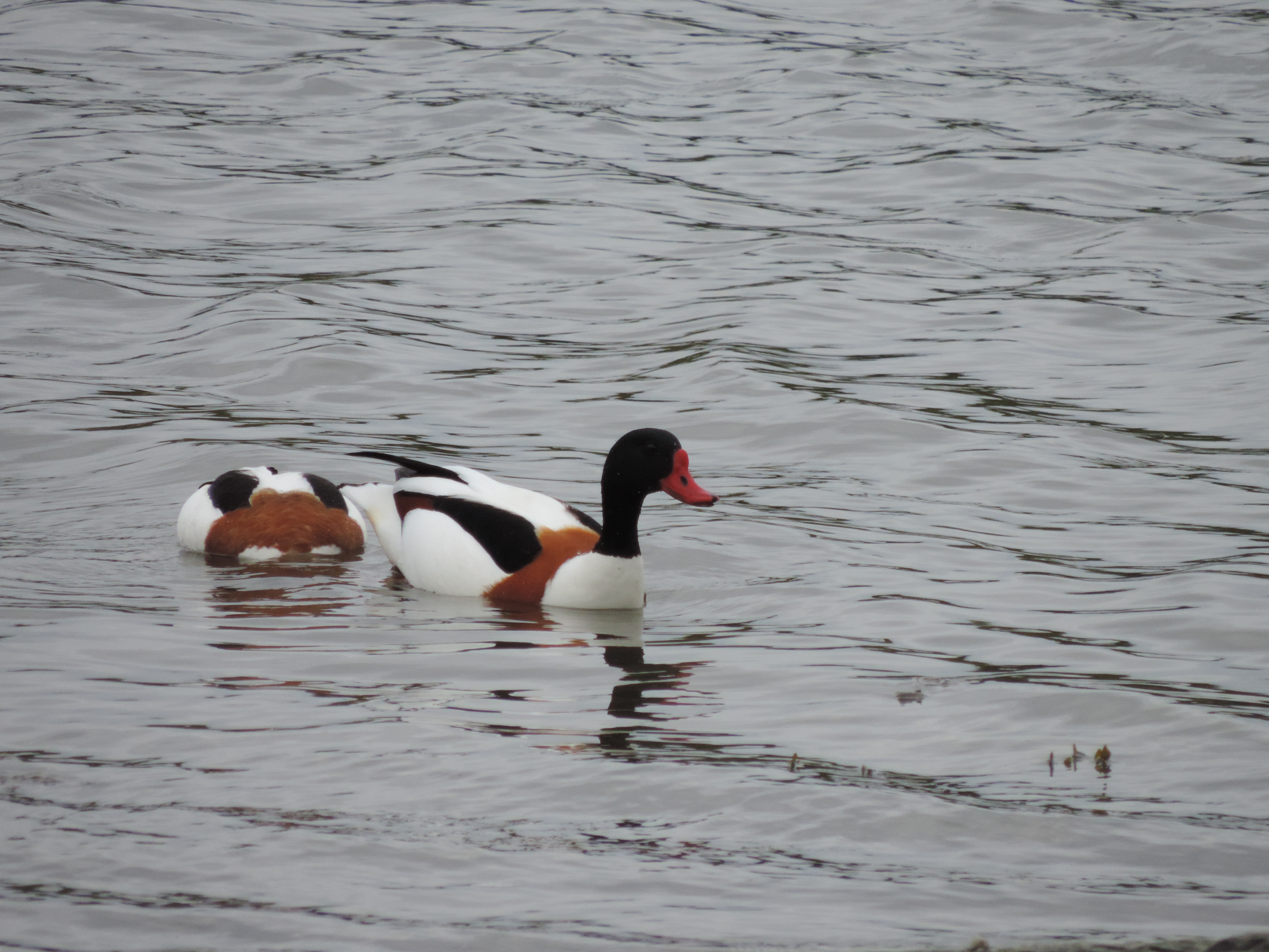 Ender i Hundsund, foto Paal Alme 2014