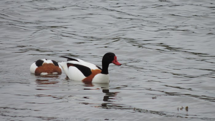 Ender i Hundsund, foto Paal Alme 2014