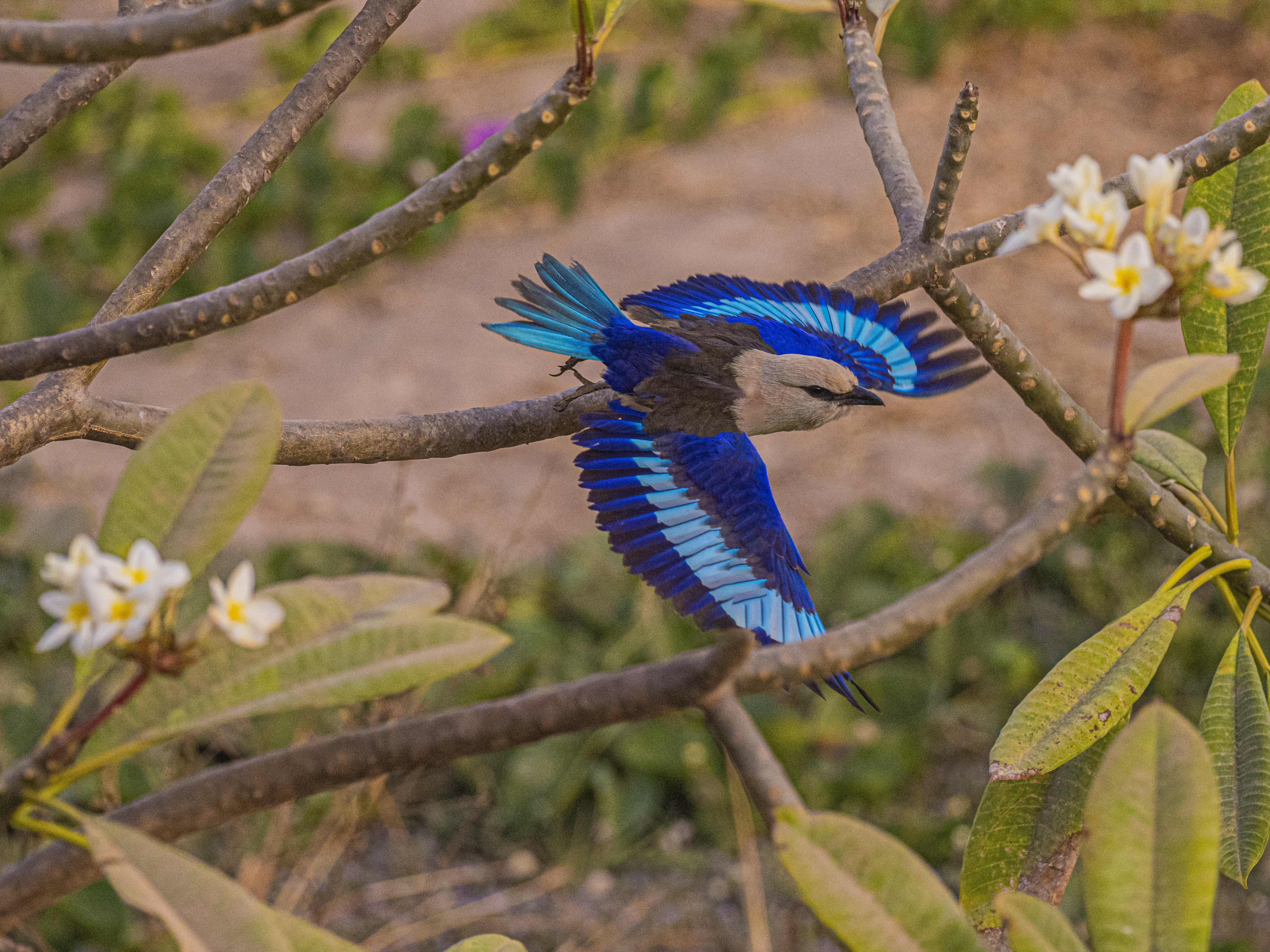 Hvithoderåke i Gambia