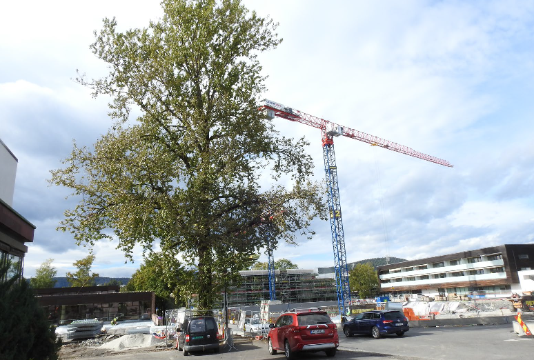 Poppeltre ved Bekkestua bibliotek