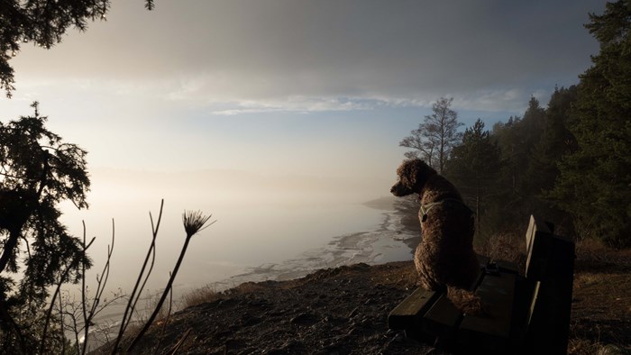 Kalvøya og hund 