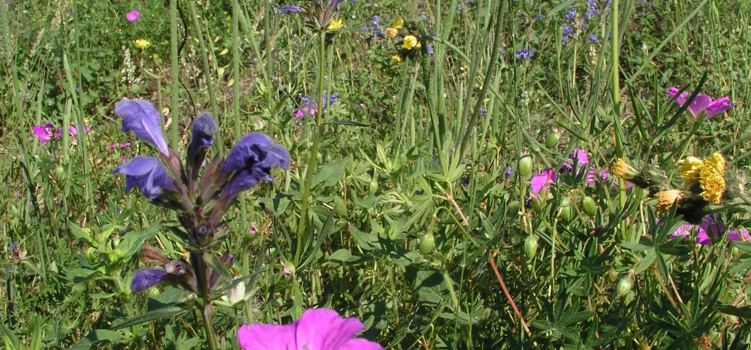 Blomstereng