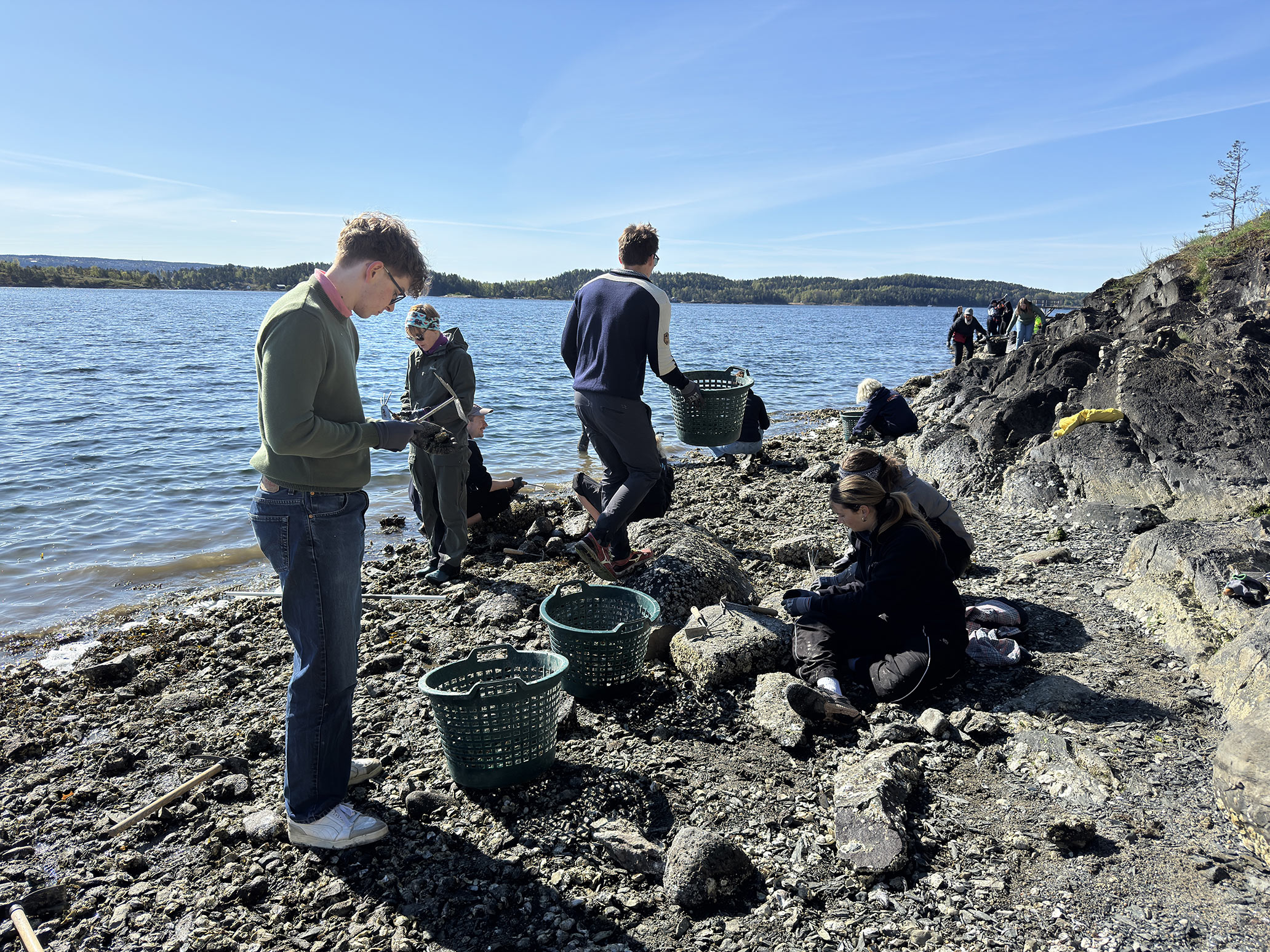 En gjeng hakker løs østers i vannkanten, der noen står andre og sitter på steiner.