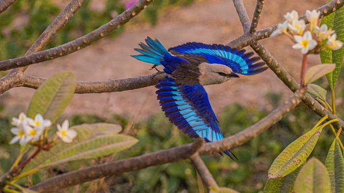 Hvithoderåke i Gambia, foto Paal Alme