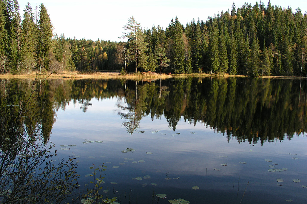 Rognlivann