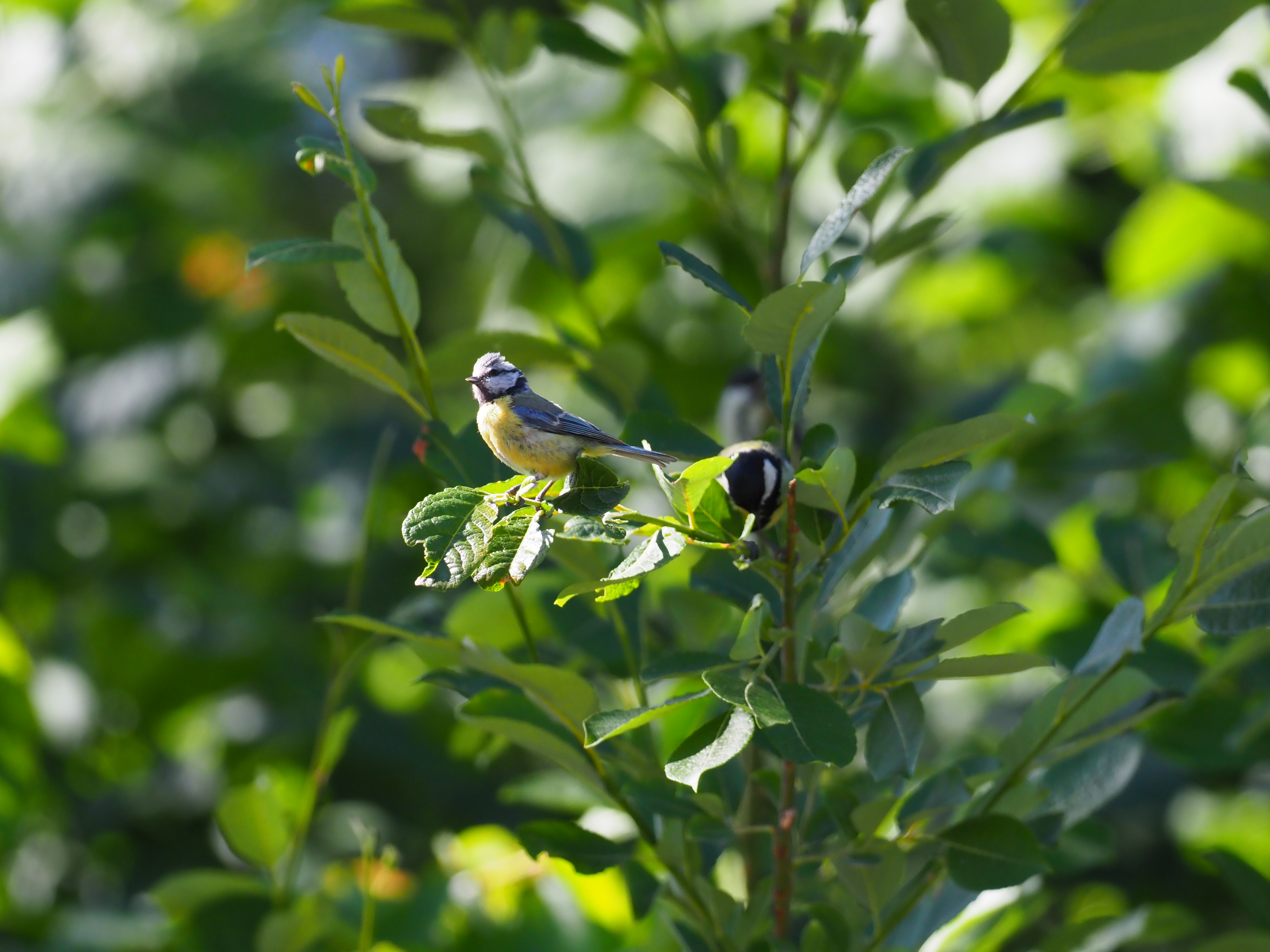 Blåmeisunger, juni 2018