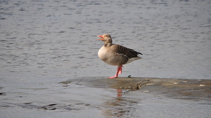 Canadagås. foto Paal Alme 2011