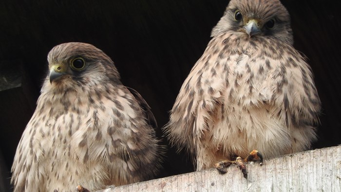 Falkunger, foto Paal Alme, 2015