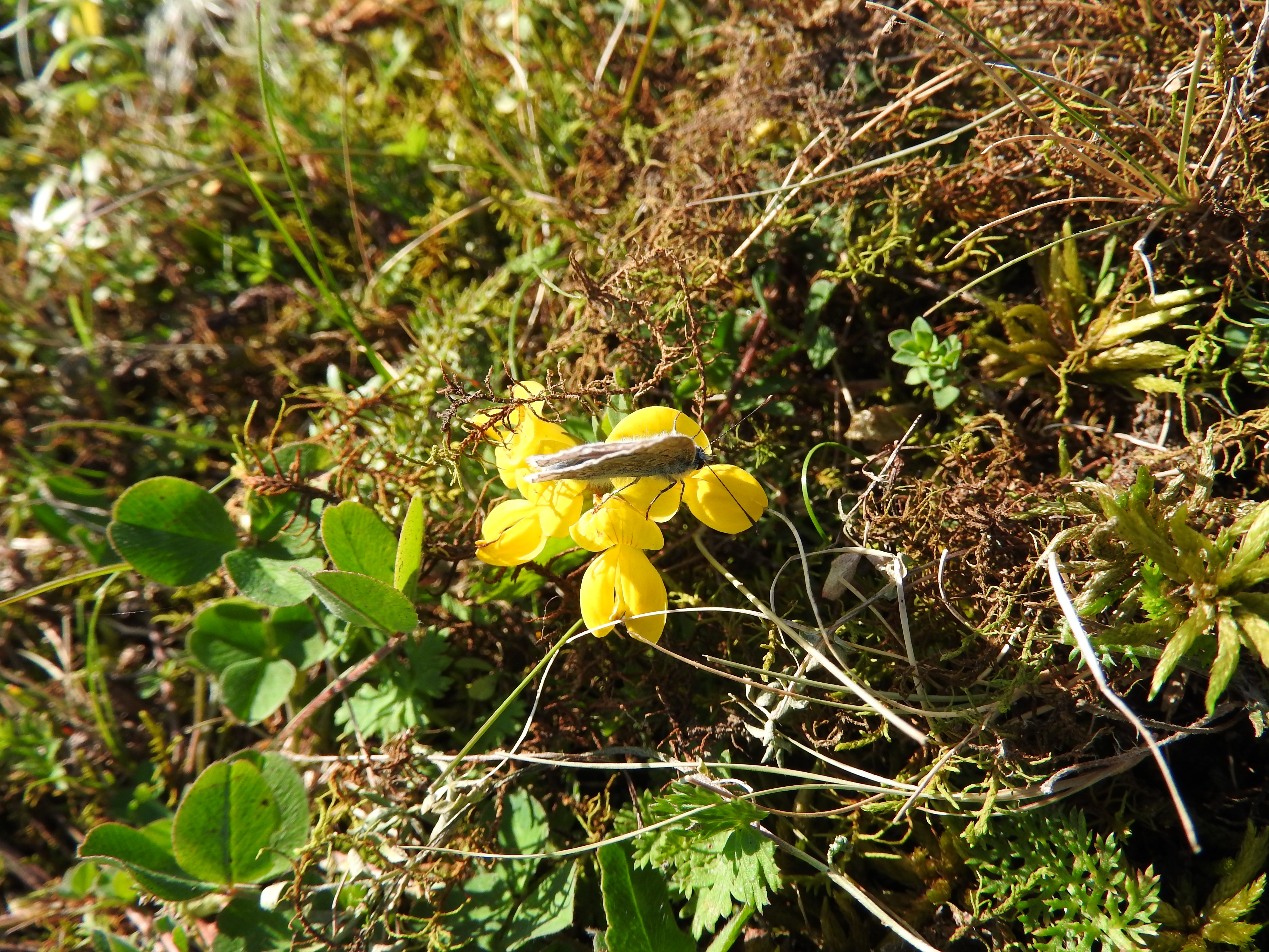 Høstens siste blomsterbesøk, foto Paal Alme, 2015