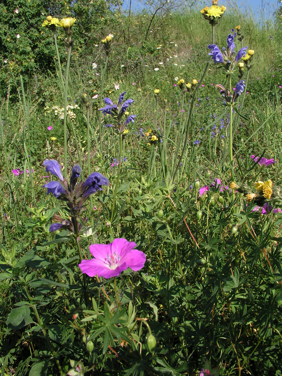 dragehodeblomstereng - Foto: Terje Johannessen