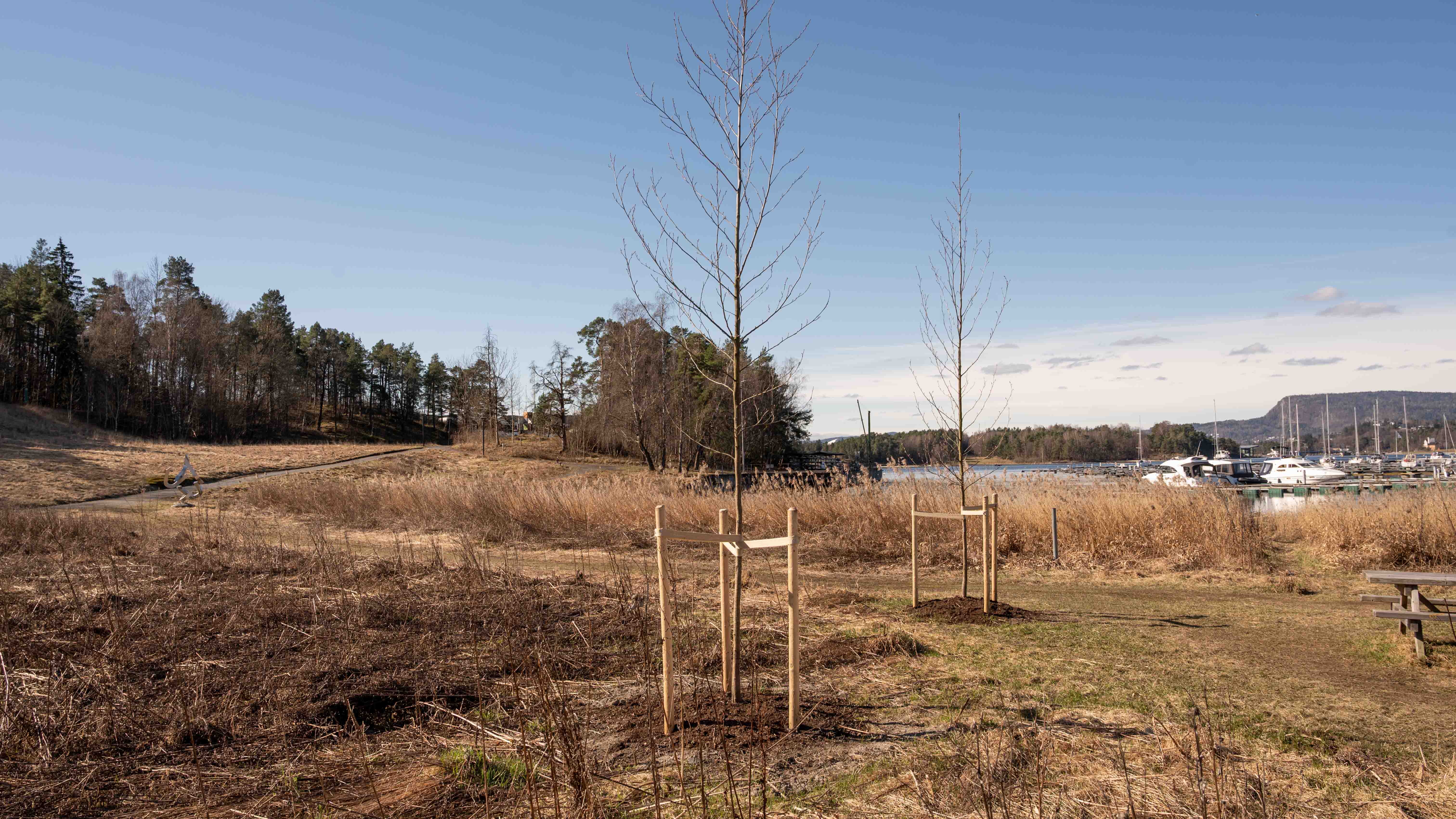 Høvikodden park er for mange starten på kyststien, en vakker tur med mange naturopplevelser. Her er det blant annet plantet to svartorer.