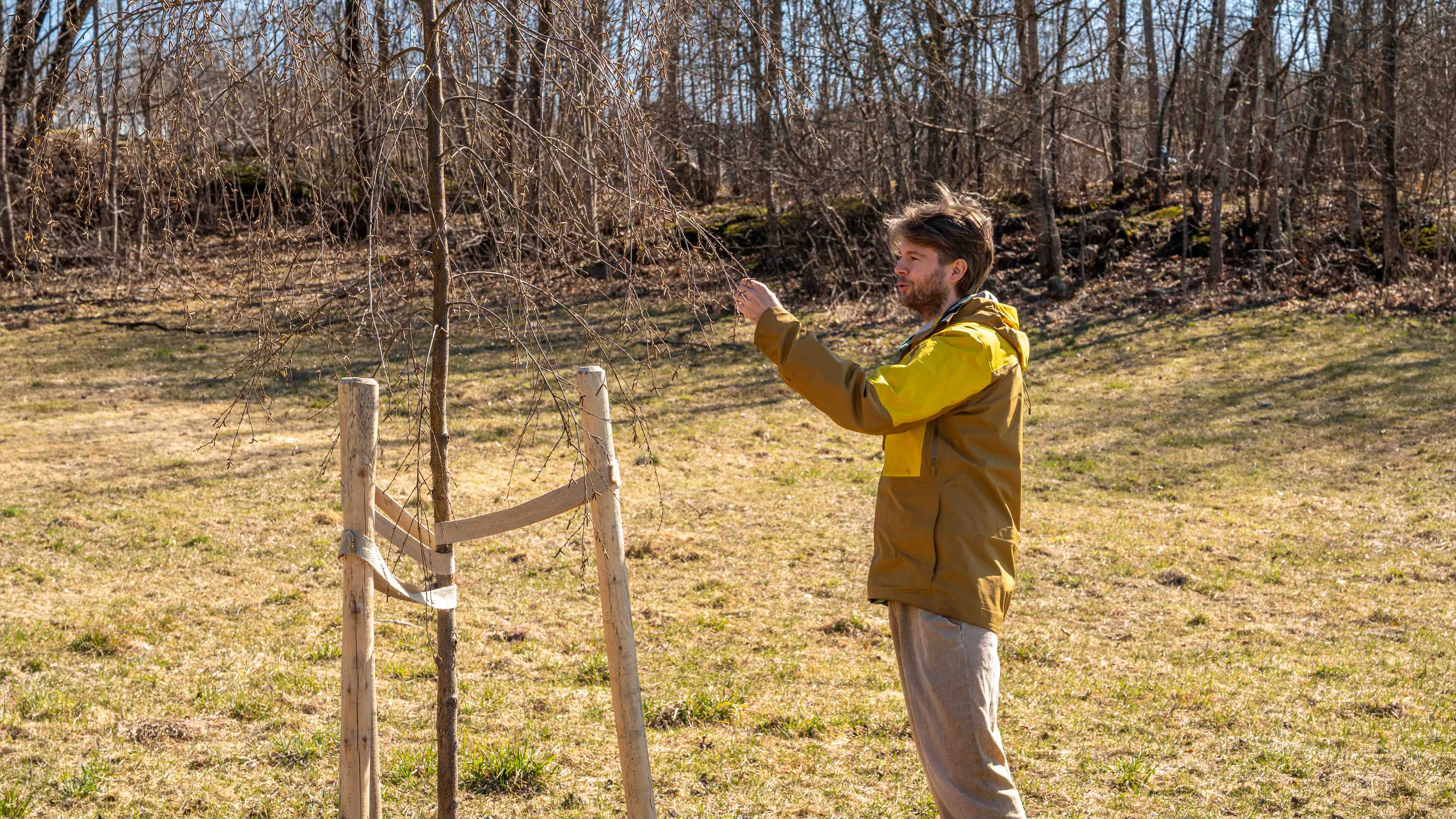 Trær plantet langs gater kan fjerne opp til 50 prosent av støv og forurensning fra veitrafikk. Disse partiklene fester seg på bladene og skylles ned til bakken når det regner, i stedet for å bli værende i lufta vi puster inn. Her viser skogforvalter Olav Christian Ljøner Hagen en dunbjørk på Bergersletta. 