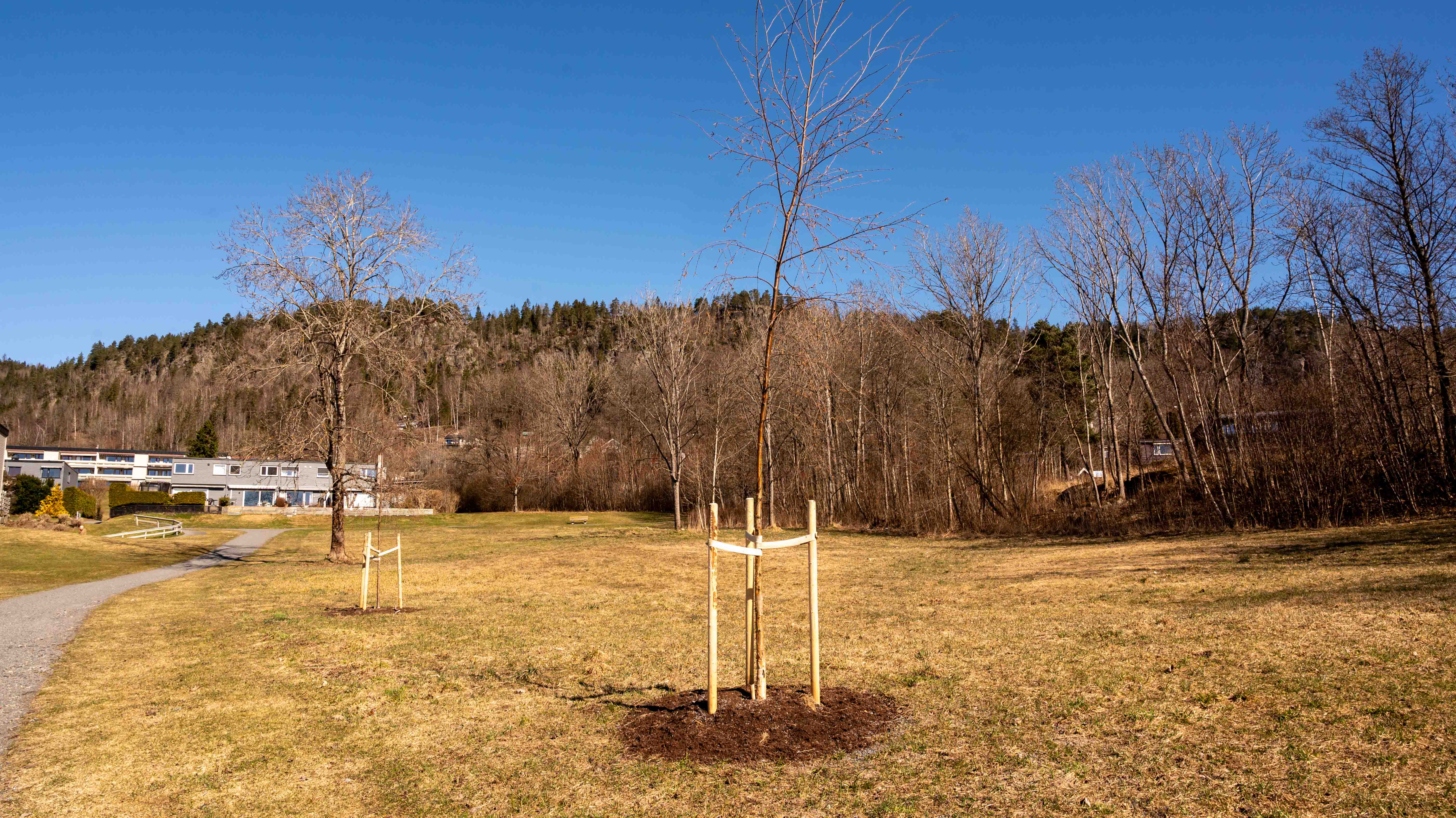 Hvert år forsvinner mange trær i Bærum på grunn av utbygging og ønsker om mer lys, større hage og bedre utsikt. Samtidig mister vi en rekke viktige funksjoner: Naturmangfold, vannregulering, luftrensing, vindbeskyttelse og karbonbinding. Beboerne på Bergersletta kan glede seg over å ha fått både bjørk, furu og svartor i nærområdet.
