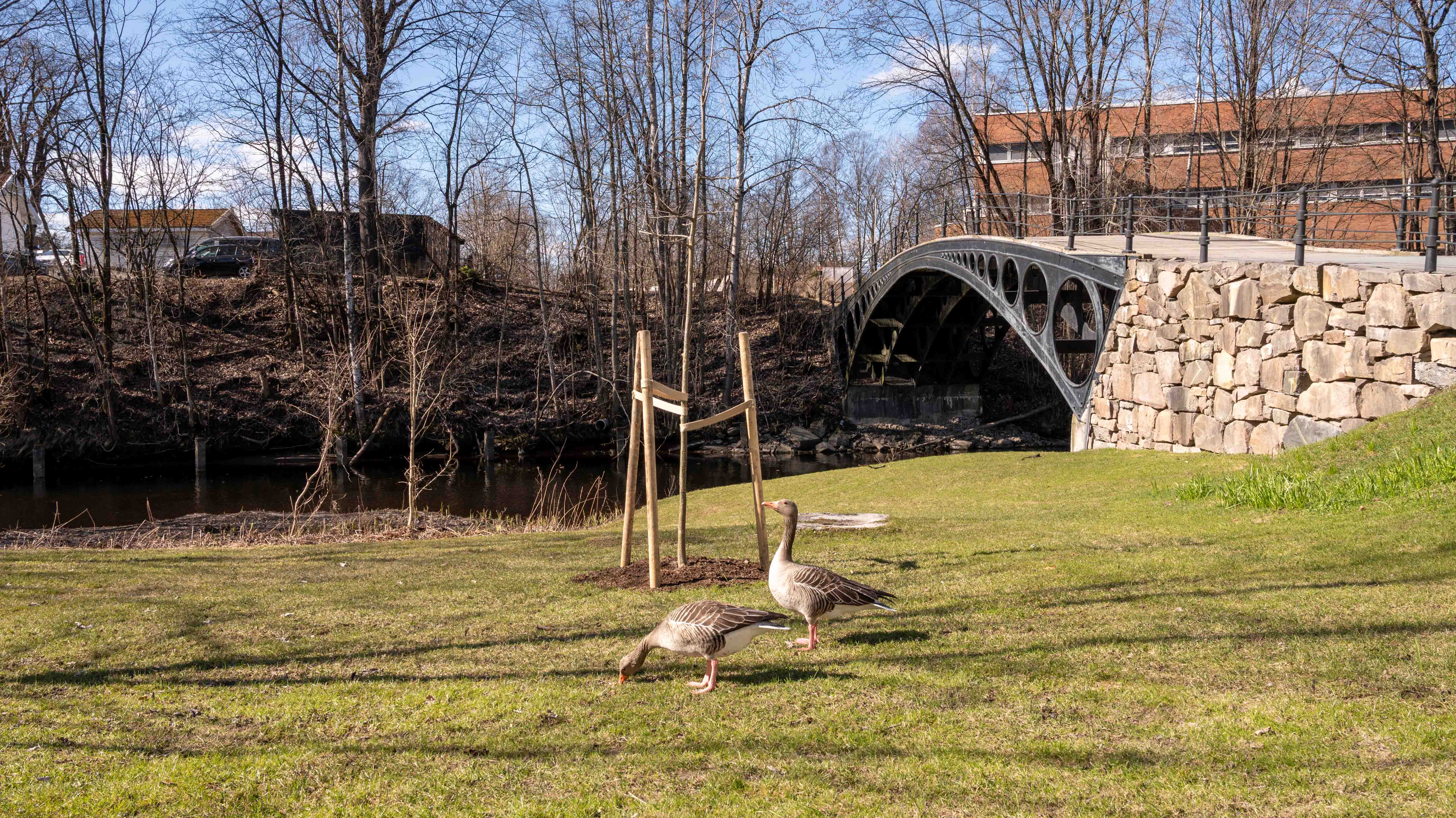 Det sies at en eik kan vokse i 500 år, stagnere i 500 år og dø i 500 år. Denne eika skal få vokse seg stor på Løkkehaven i Sandvika.