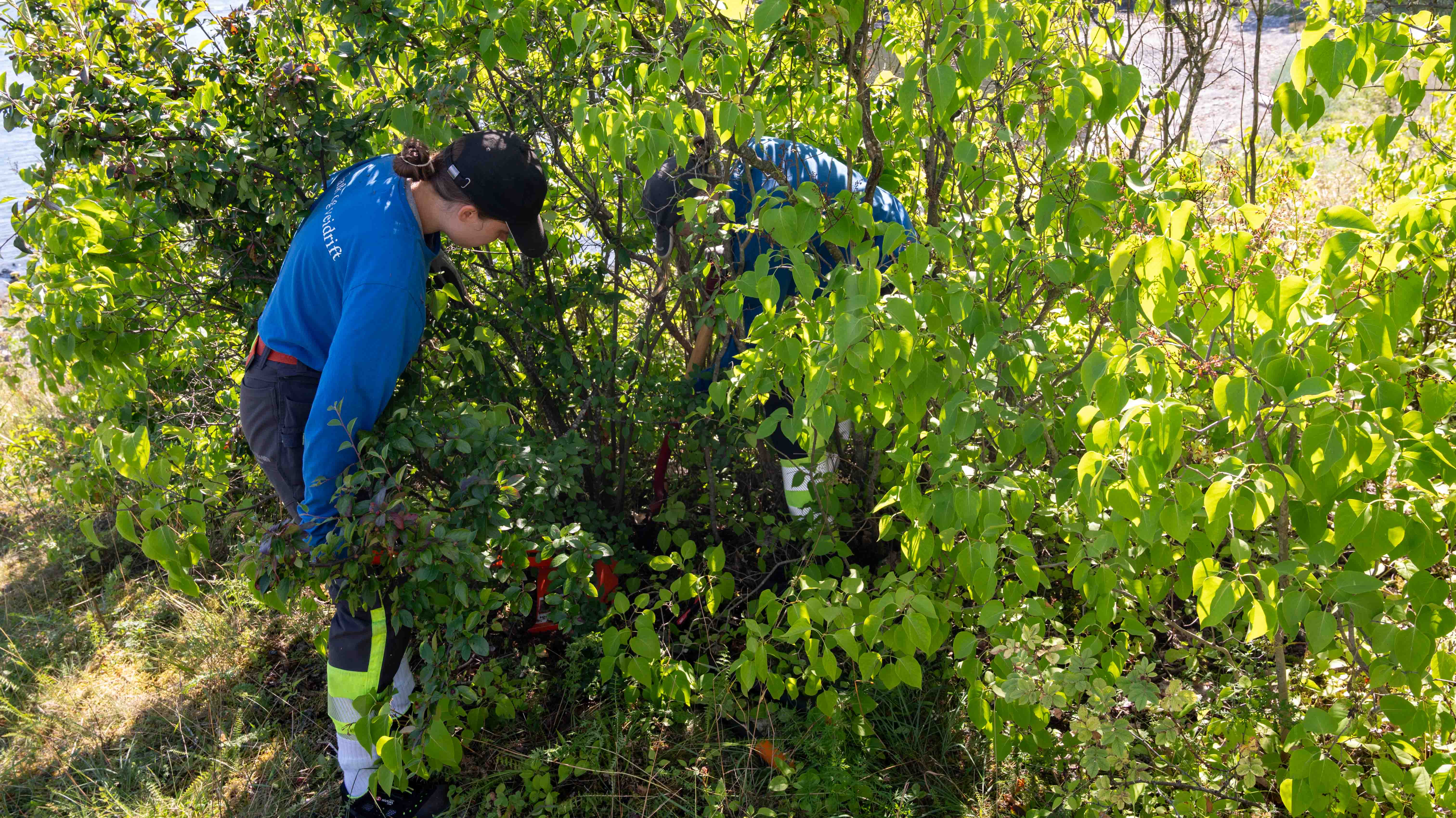 Mispelplantene etablerer seg enkelt, men de er tunge å få bort. Anniken jekker opp rota, mens Marie klipper rot for rot nedenifra før hele planten graves opp med spade.  