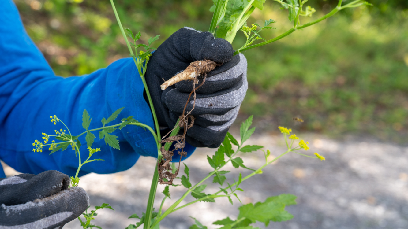 Marianne viser fram en hagepastinakk. Den smakfulle rotgrønnsaken har spredt seg fra hager og dyrket mark til kystområder og veikanter i Bærum. Der konkurrerer den ut stedegne planter som flere insekter er avhengig av.  