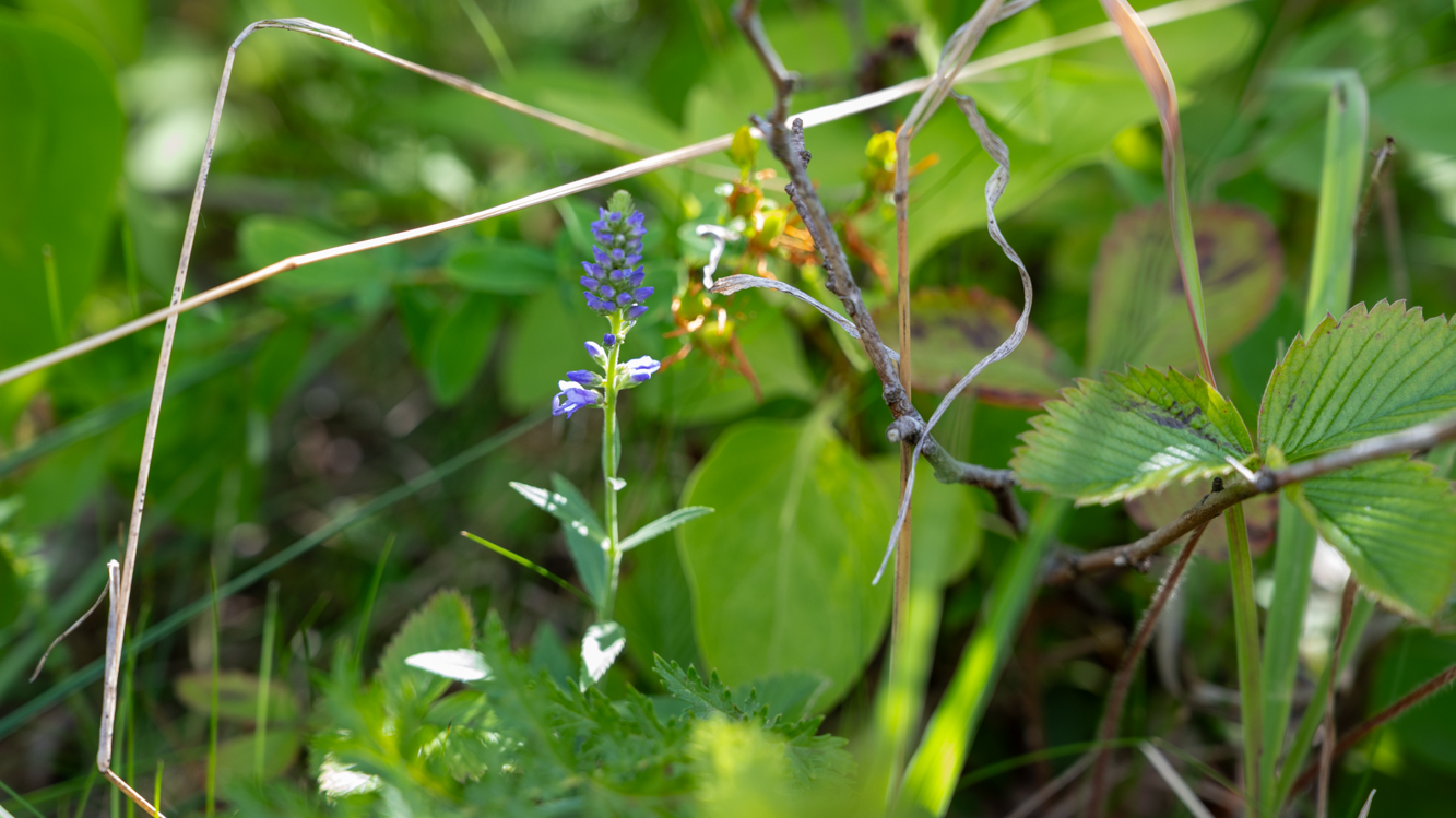 Mange ser bare syrinen. Fremmedartsteamet i Bærum ser også plantene som forsvinner under den. Her står en enslig aksveronika i skyggen av et digert syrinkratt på Fornebu. Aksveronika er en vakker og sårbar plante som trives på næringsfattig kalkmark. Arten har en svært begrenset utbredelse i Norge og finnes bare langs deler av Indre Oslofjord. 