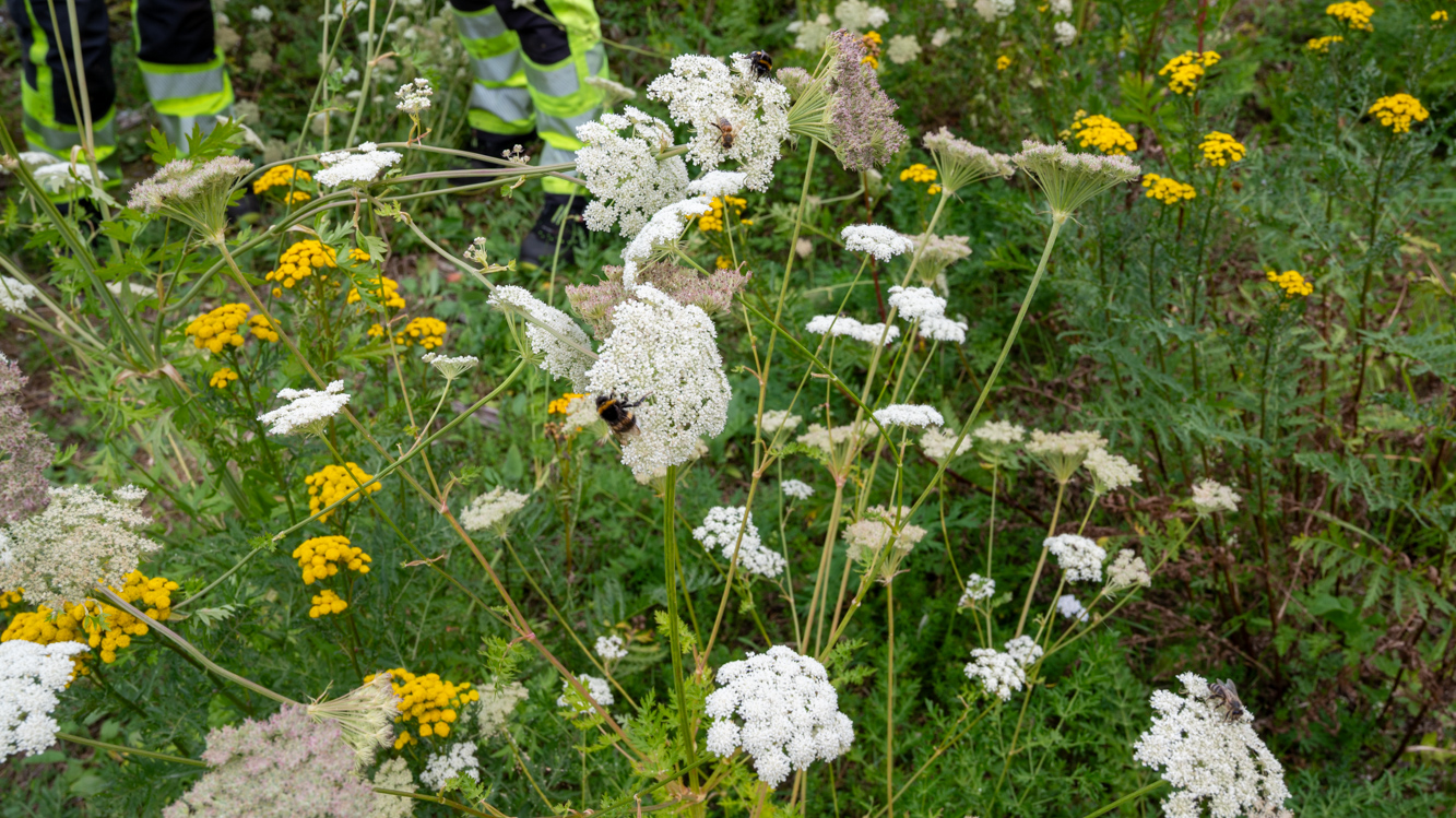 De hvite blomstene heter hjorterot, og er svært populær blant insekter. De gule er reinfann, en art som er vanlig på strender og i engarealer. Marianne og Anniken luket blant annet hvitsteinkløver og hagepastinakk fra engen, for å unngå at artene sprer seg til kalkmarka like ved. 