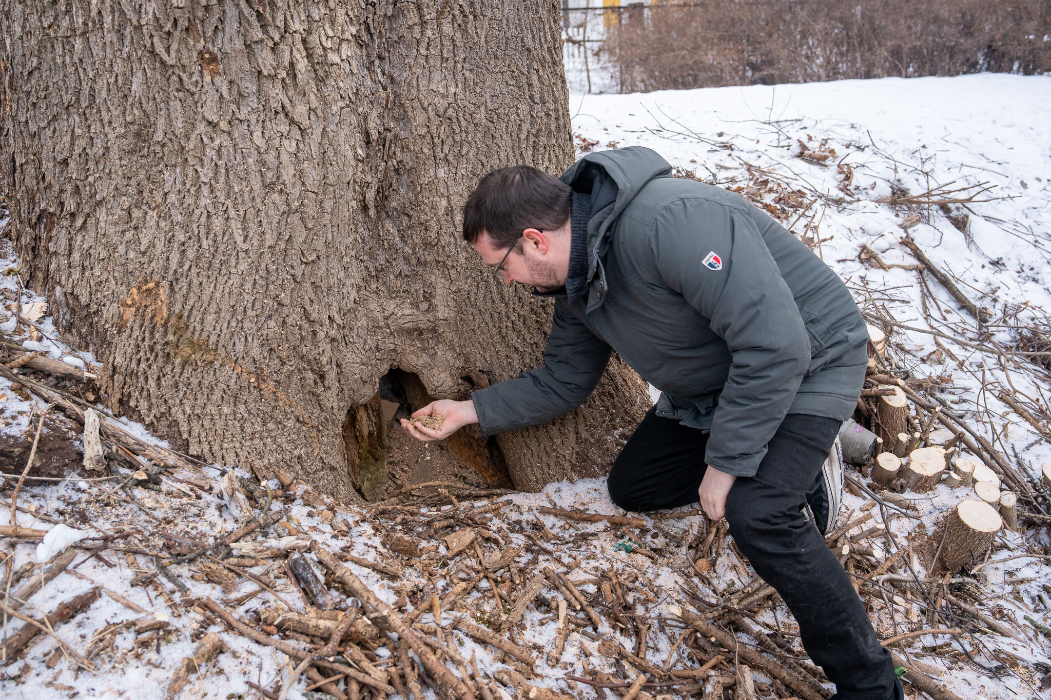 Treet ble hult fordi det ble angrepet av en sopp. Det heter askeskuddbeger, som er årsaken til at mange asketrær dør. Når soppen har begynt å bryte ned treet, kommer insektene til og spiser treet fra innsiden. 