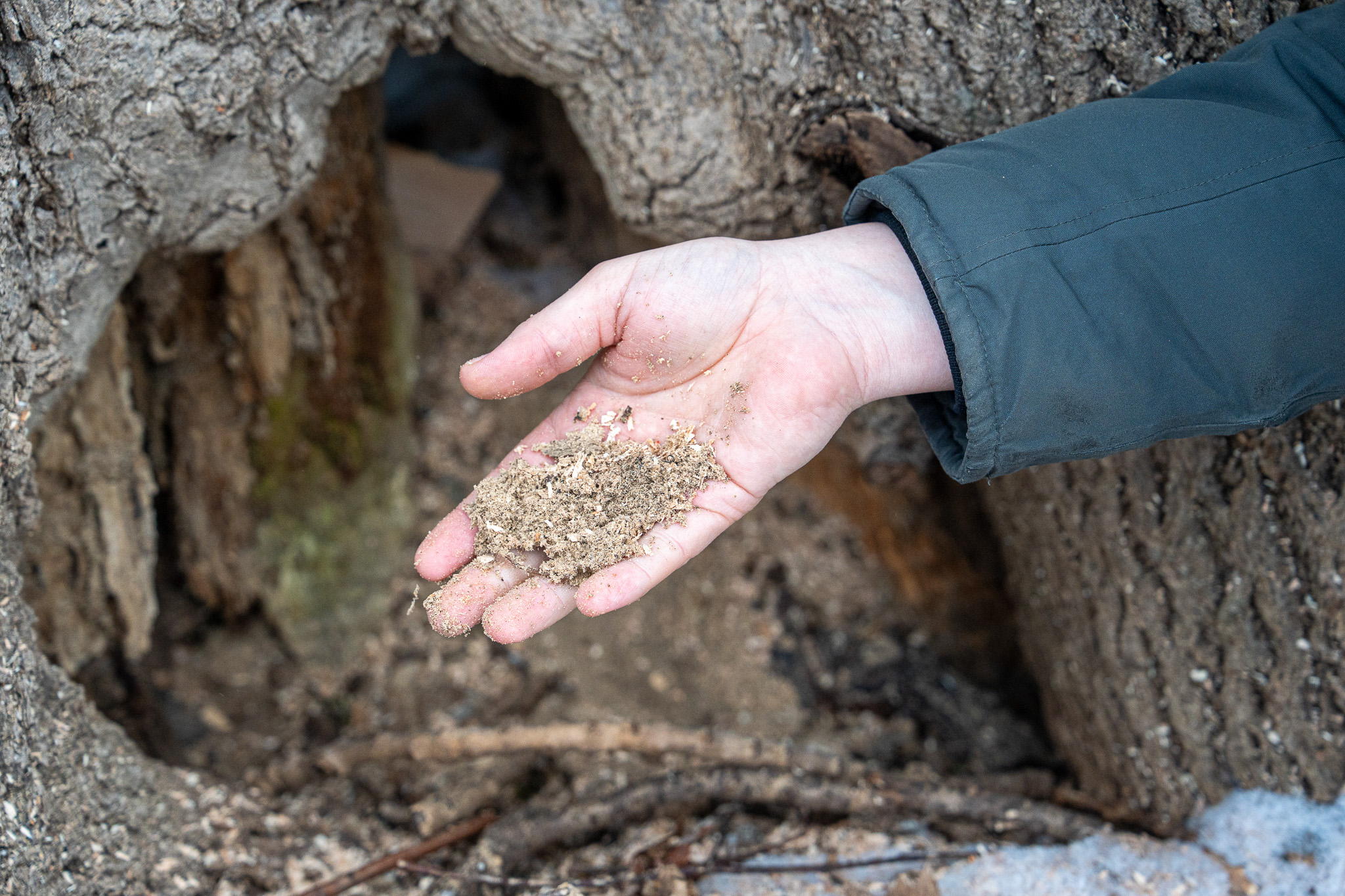 Karsten holder vedmuld i hånden, et tegn på at det yrer av liv.