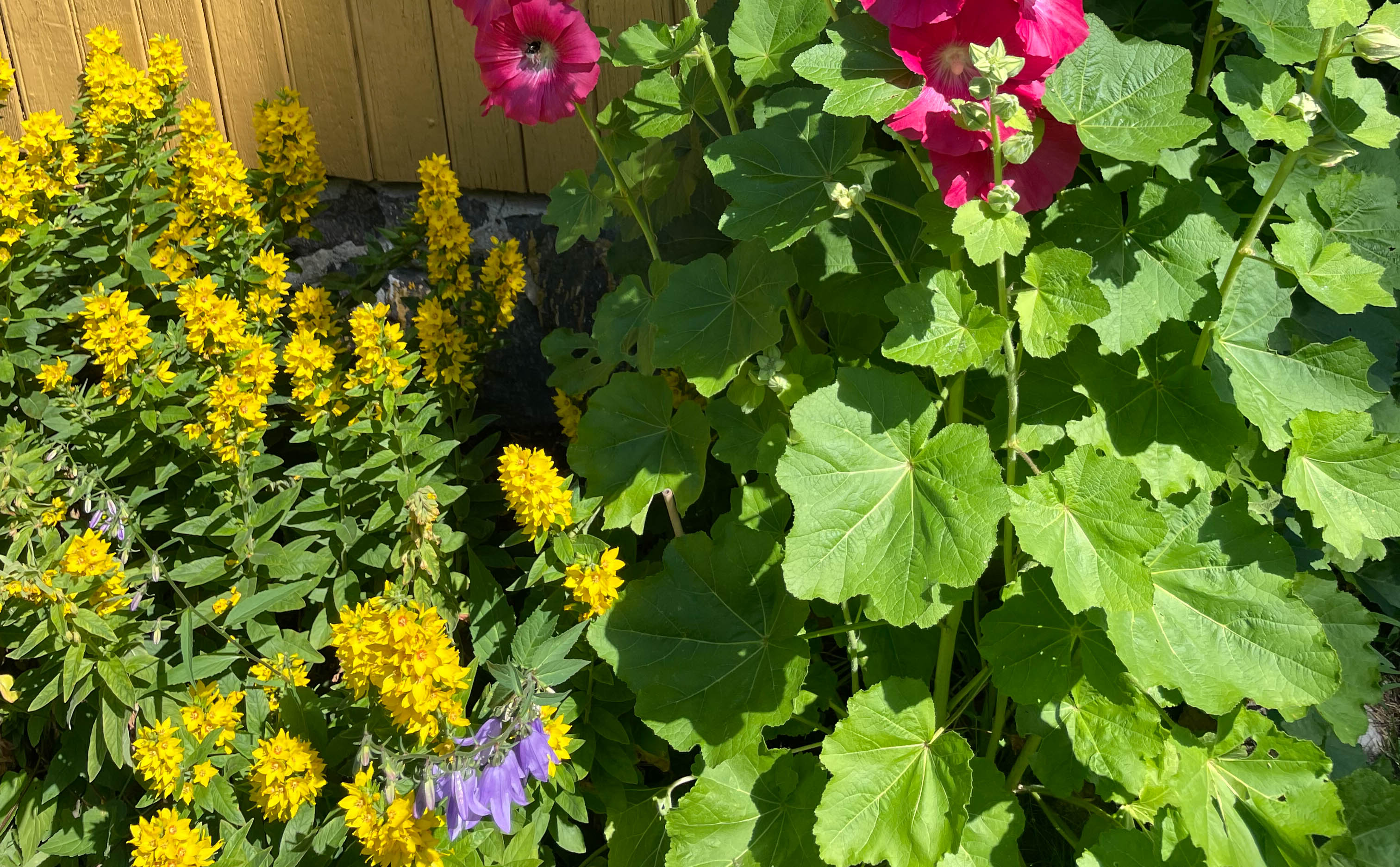 Fagerfredløs (Lysimachia punctata, gul plante til venstre) stammer fra Sør-Europa og Vest-Asia, og kom til Norge som prydplante på 1800 tallet. Arten ble oppført på Fremmedartslista i 2018 og er klassifisert som svært høy økologisk risiko fordi den kan spre seg raskt og fortrenge stedegne planter. Den sprer seg gjerne fra hager, via dumping av hageavfall i naturen, eller gjennom flytting av jordmasser som inneholder plantedeler. Kilde: NIBIO, Plantevernleksikonet