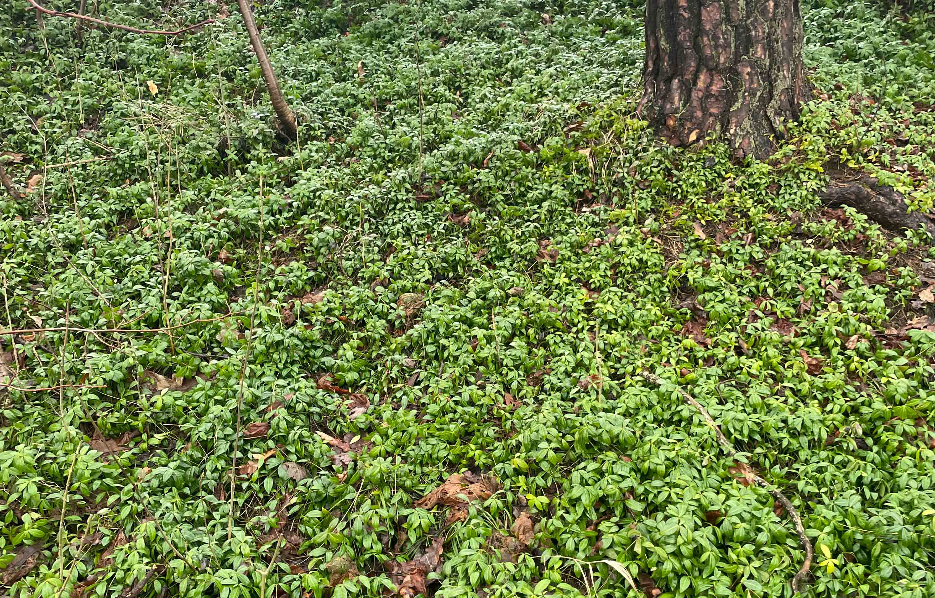 Bildet viser hvordan gravmyrt har lagt seg som et teppe  i skråningen.