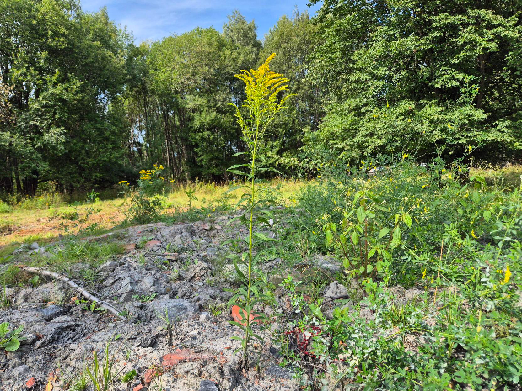 Kanadagullris (Solidago canadensis) og kjempebjørnkjeks er arter med stor frøproduksjon uten spesielle krav til vokseforhold. Disse må man være spesielt oppmerksomme på.