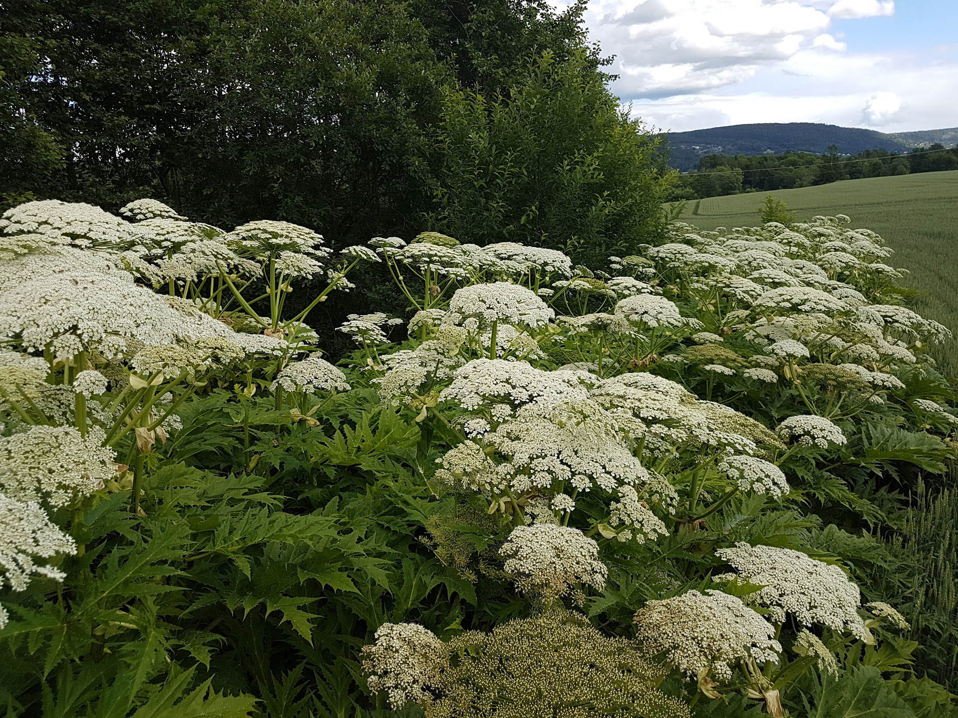 Kjempebjørnekjeks (Heracleum mantegazzianum) og kanadagullris er arter med stor frøproduksjon uten spesielle krav til vokseforhold. Disse må man være spesielt oppmerksomme på.