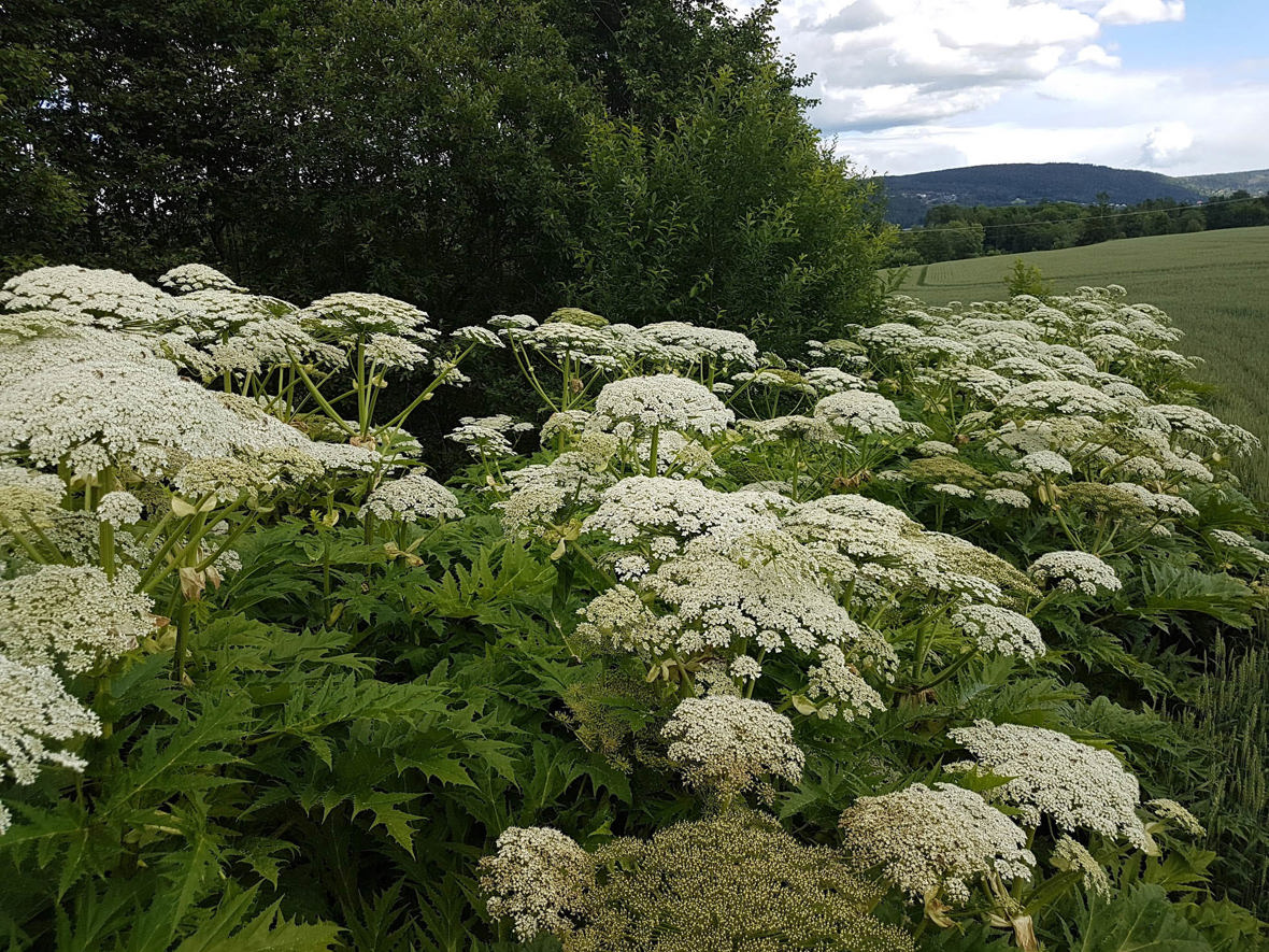 Kjempebjørnekjeks (Heracleum mantegazzianum) og kanadagullris er arter med stor frøproduksjon uten spesielle krav til vokseforhold. Disse må man være spesielt oppmerksomme på.