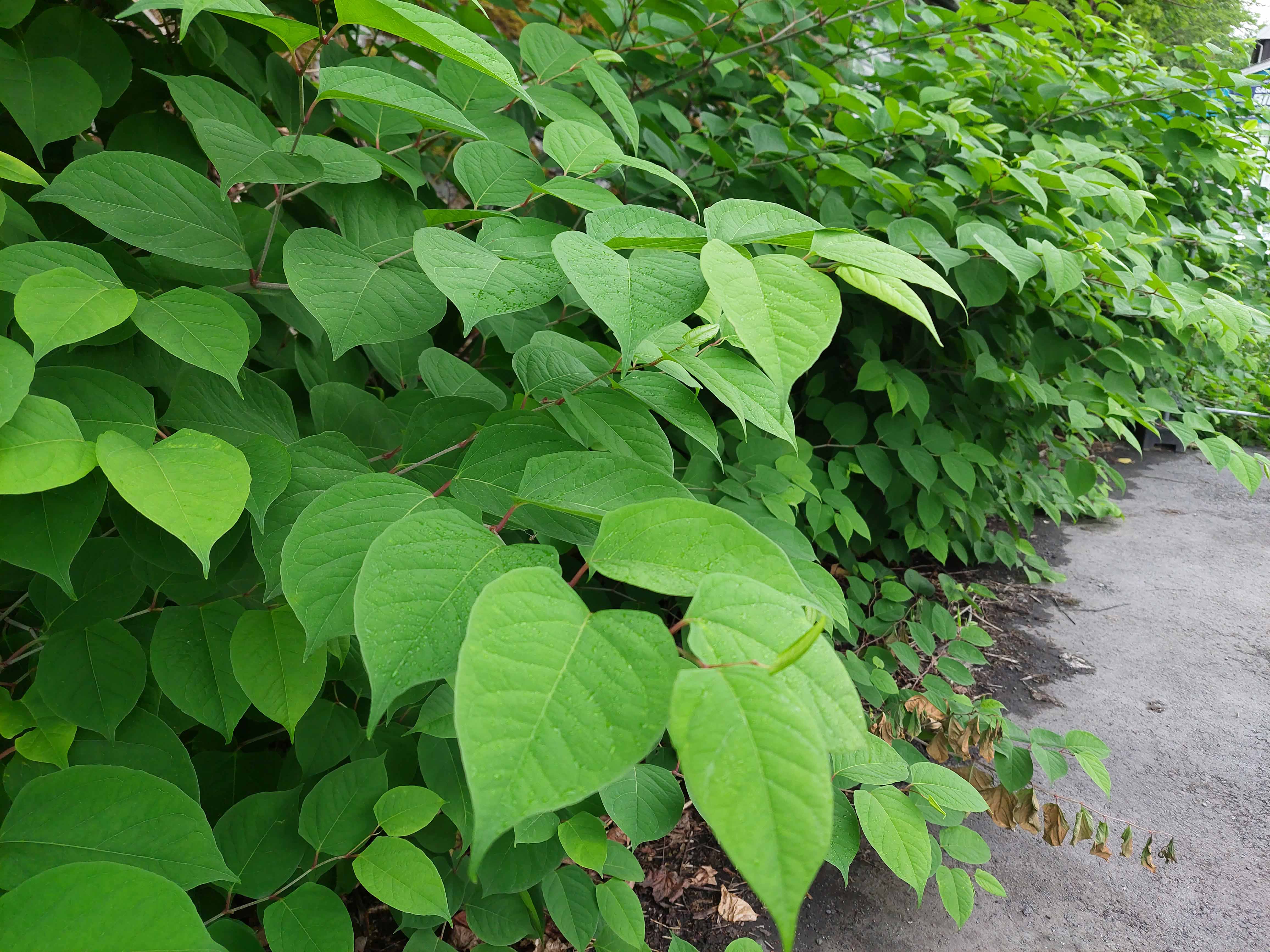 Parkslirekne, fagerfredløs, gravmyrt og ulike mispelarter er eksempler på arter som sprer seg i naturområder, enten på grunn av dumping av hageavfall, eller fordi de sprer seg ut av hager. Hageavfall skal leveres som avfall til Isi. Dette bildet viser parkslirekne, en fremmed invaderende art som opprinnelig kommer fra Øst-Asia.