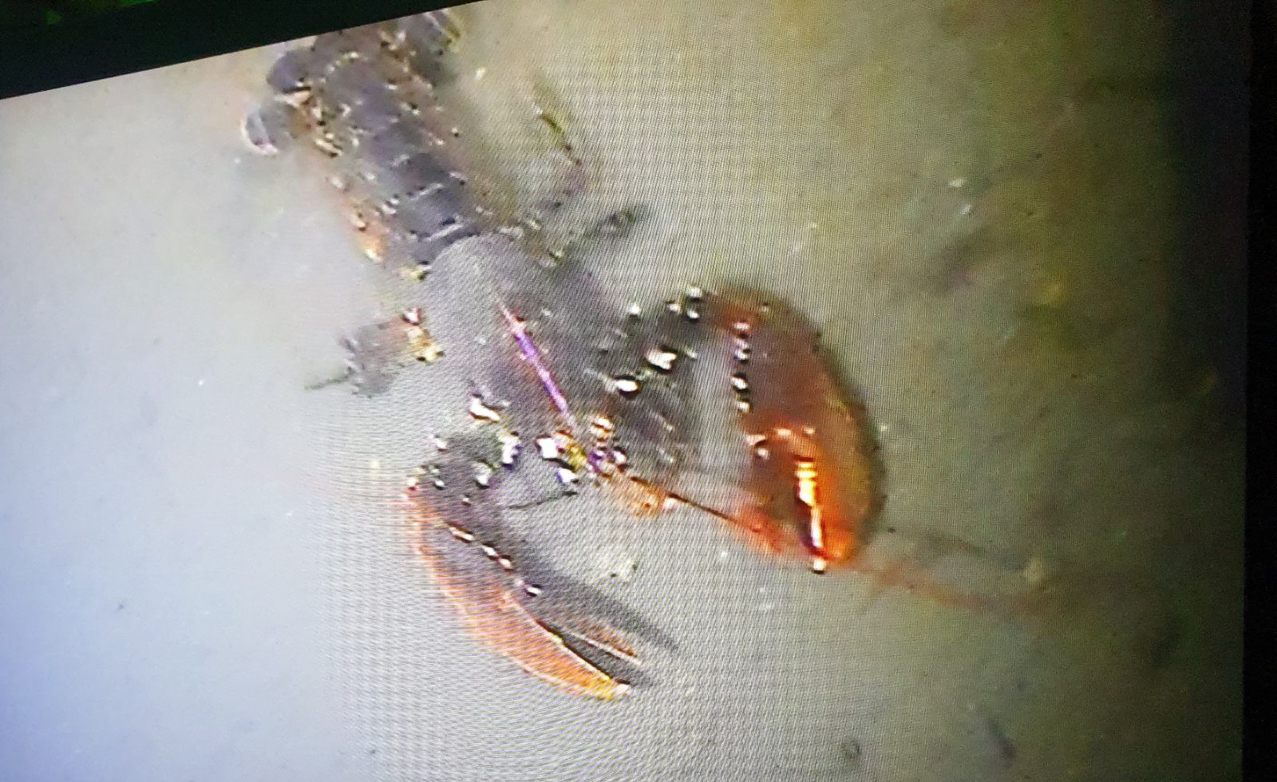 Levende hummer, reddet ut av fiskeredskaper i fjorden.