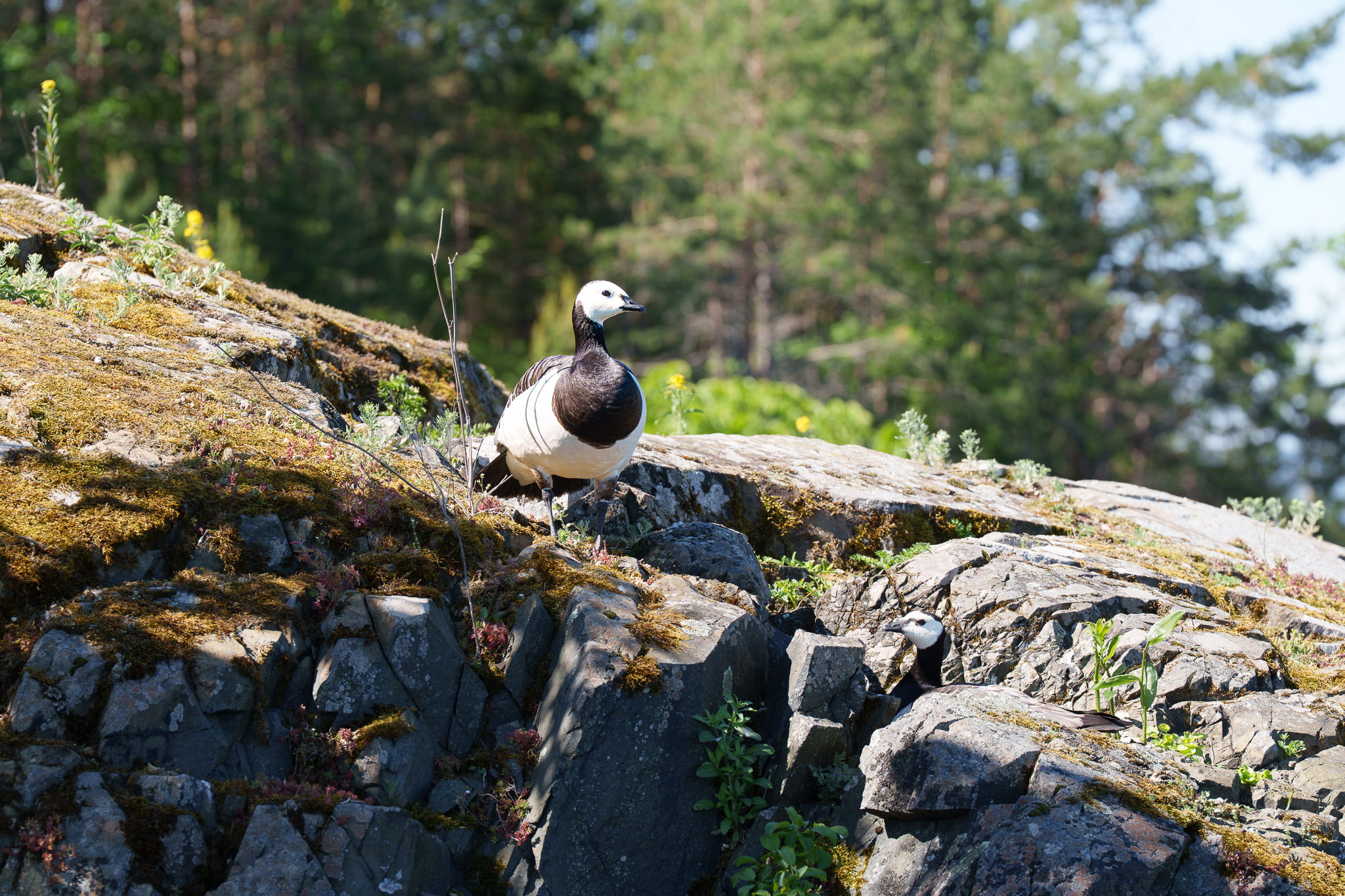 Hvitkinngås på Torvøya utenfor Fornebu