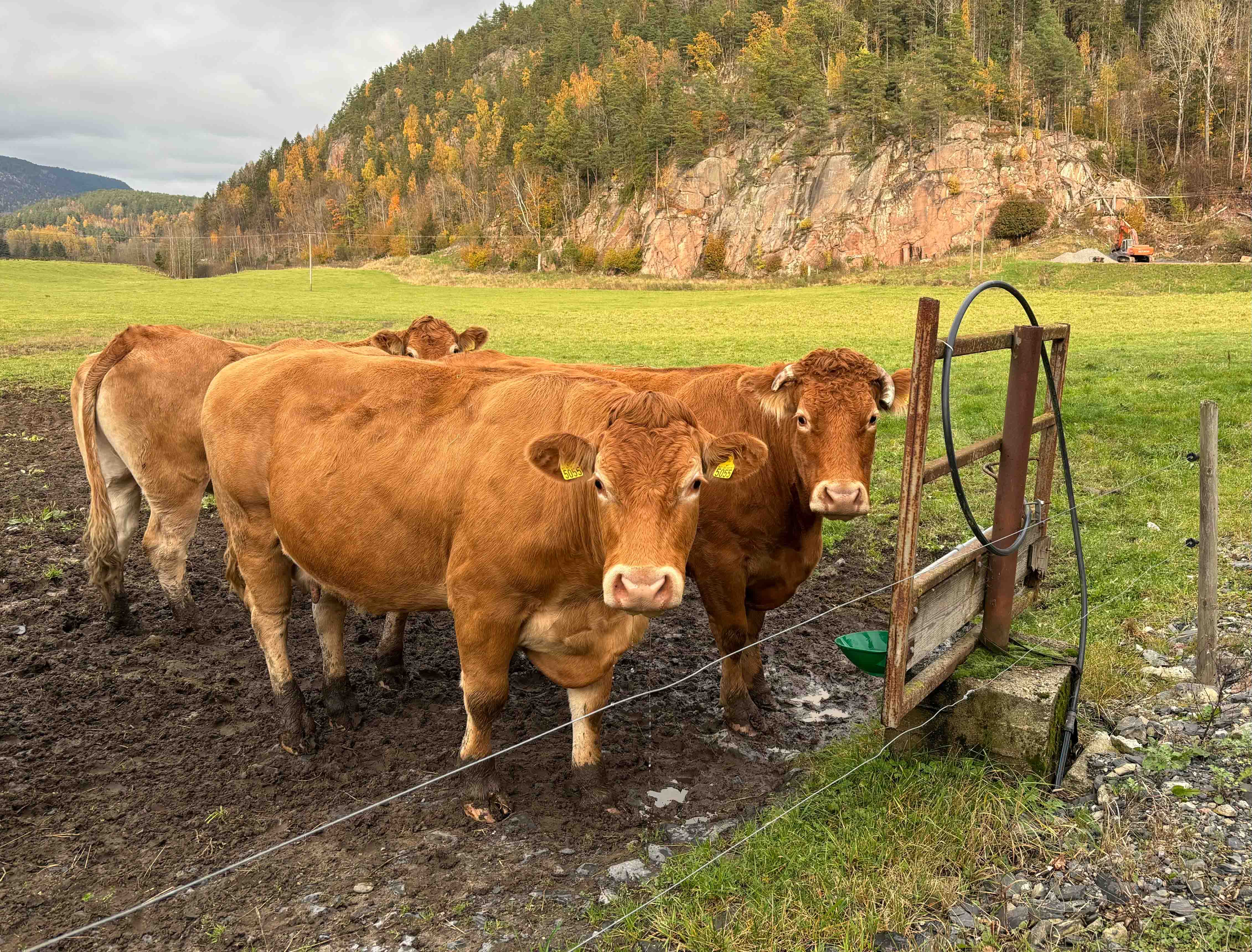 Glade dyr gir bedre mat! På Biffgården produserer de førsteklasses kjøttprodukter av limousindyr – en storferase med ekstra mørt og saftig kjøtt.