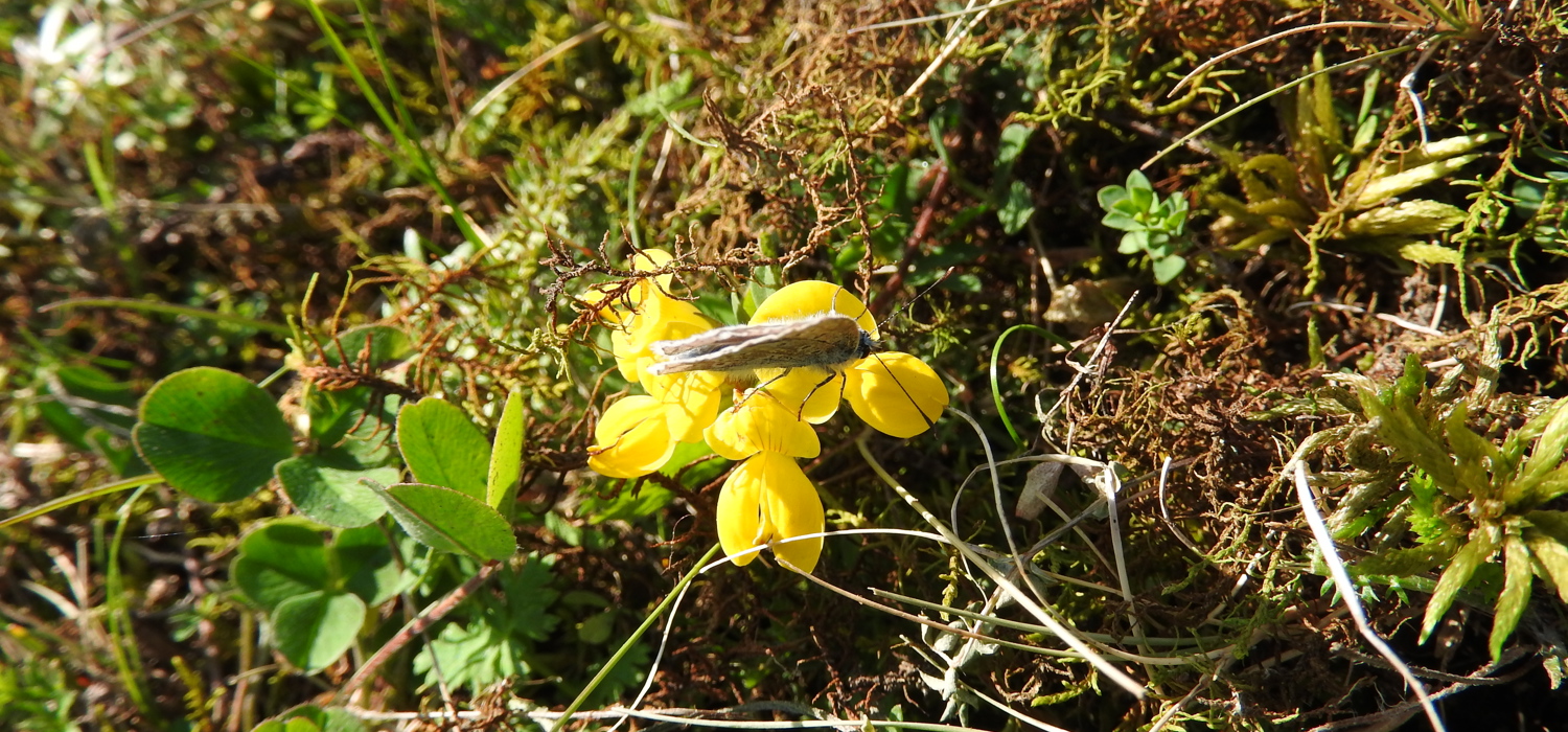 Høstens siste blomsterbesøk
