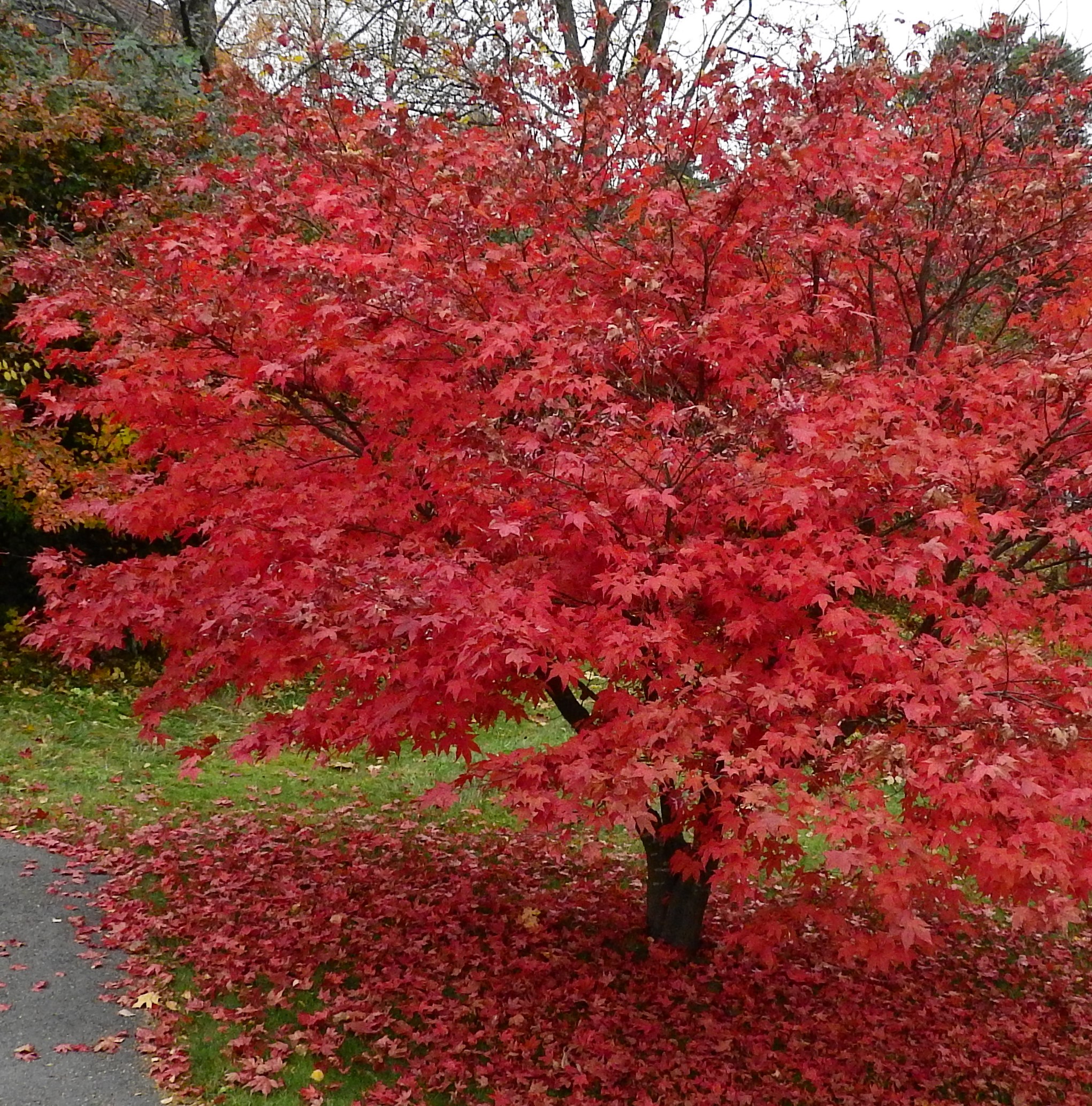 Høstfarger på Fornebu