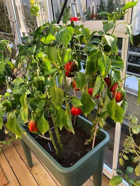 Paprika vokser i drivhuset