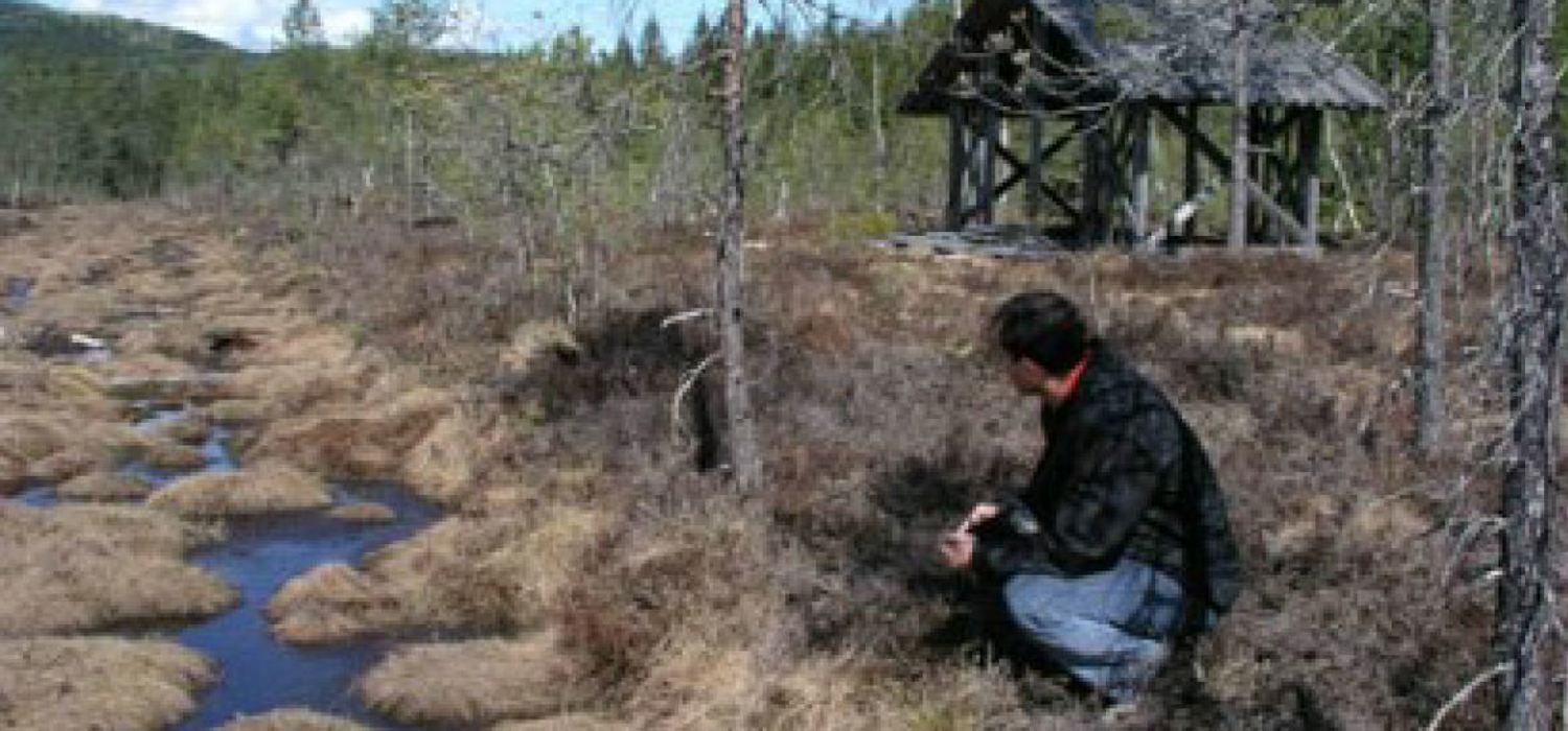 Semsmåsan