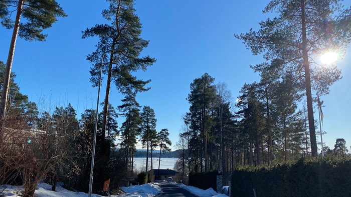 Platheskogen