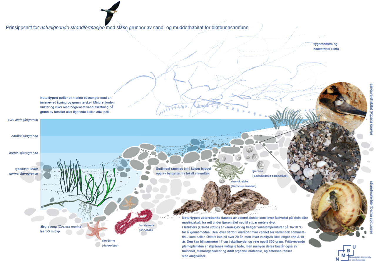 Prinsippsnitt for reparasjon av strandlinje.