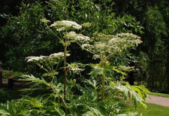 Kjempebjørnekjeks, Tromsøpalme