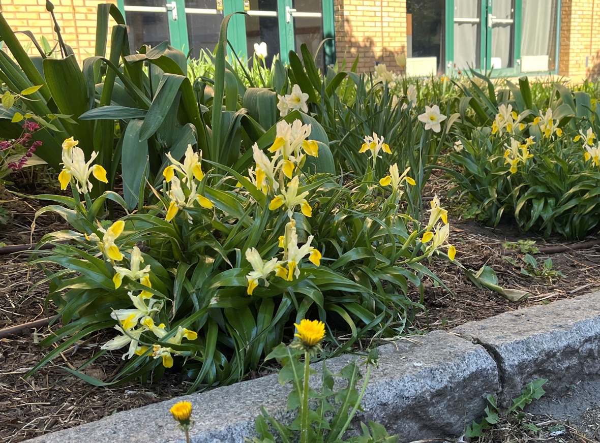 01 Blomstring Sandvika.jpg