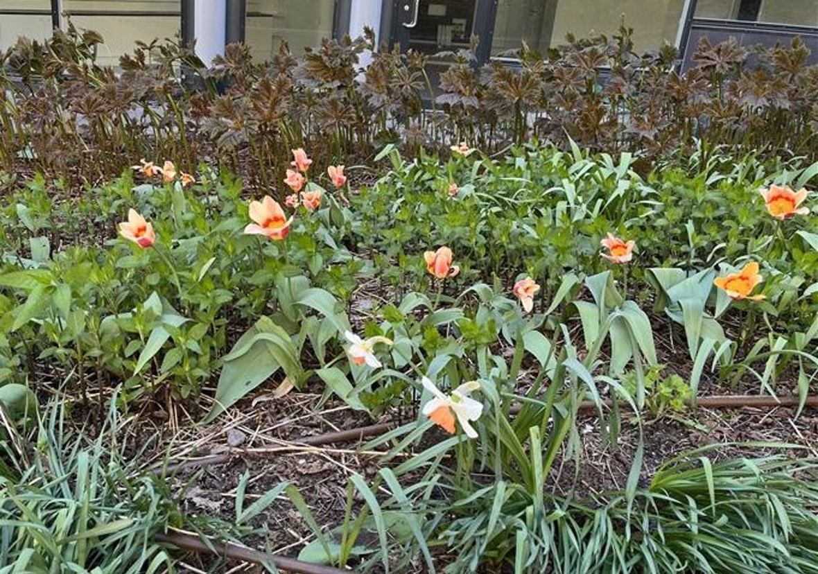 2026 Blomstring i Sandvika 08.jpg