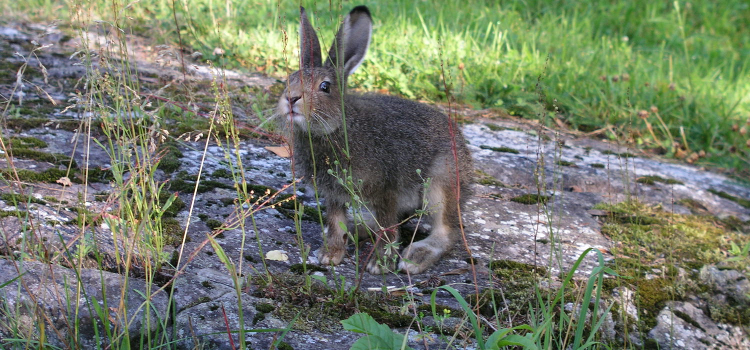 Hare i Bærumsmarka