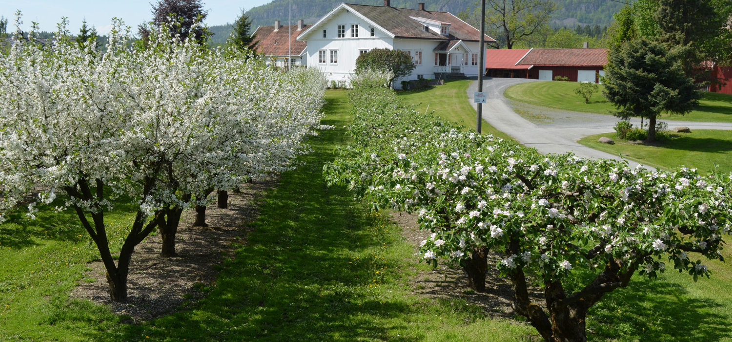 Fruktblomstring på Haslum gård