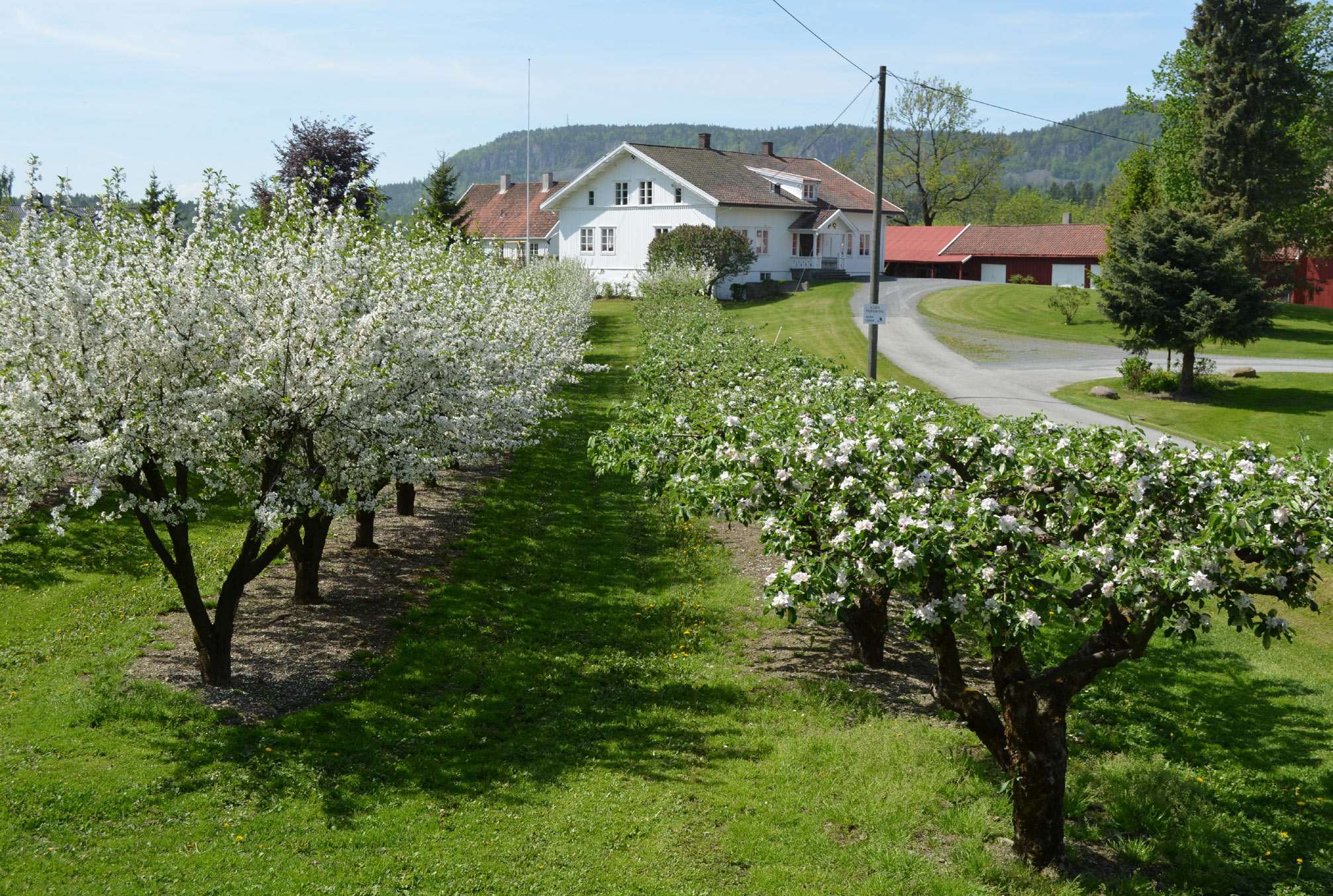 Fruktblomstring på Haslum gård. Her dyrkes blant annet epler, pærer og plommer. GM
